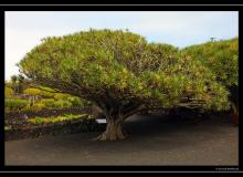 Iles de Pico (Acores)