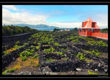Iles de Pico (Acores)