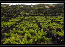 Iles de Pico (Acores)