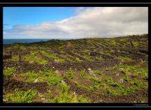 Iles de Pico (Acores)