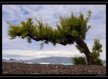 Iles de Pico (Acores)