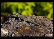 Iles de Pico (Acores)