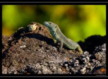 Iles de Pico (Acores)