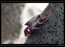 Iles de Pico (Acores)