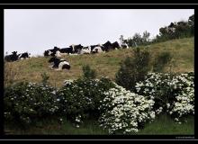 Iles de Terceira (Acores)