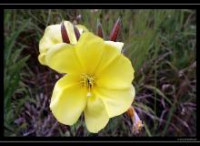 Iles de Faial (Acores)