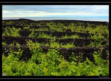 Iles de Pico (Acores)