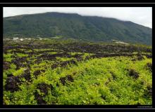 Iles de Pico (Acores)