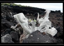 Iles de Pico (Acores)