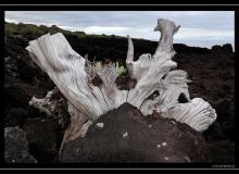 Iles de Pico (Acores)