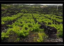 Iles de Pico (Acores)