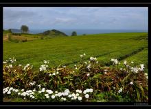 Iles de Sao Miguel (Acores)