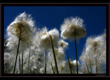 Linaigrette de Scheuchzer