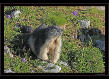 Marmotte