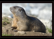 Marmotte