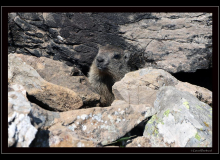 Marmotte