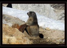 Marmotte