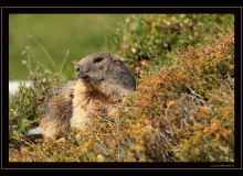 Marmotte