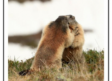 Marmotte