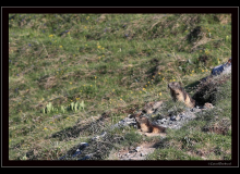 Marmotte