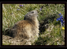 Marmotte