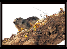 Marmotte