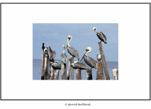 Pelicans dans le golfe du Mexique