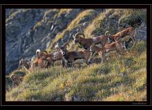 Colonnie de mouflons de Champery