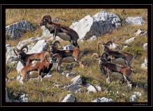 Colonnie de mouflons de Champery