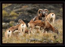 Mouflon dans la region de Champery