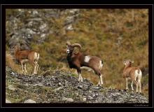 Mouflon dans la region de Champery