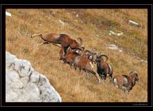 Mouflon dans la region de Champery