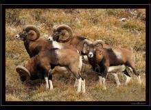 Mouflon dans la region de Champery