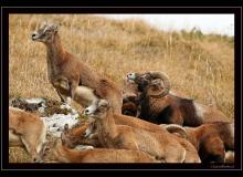 Mouflon dans la region de Champery