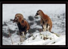 Mouflon dans la region de Champery