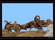 Mouflon dans la region de Champery