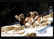 Mouflon dans la region de Champery