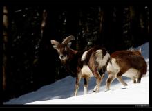 Mouflon dans la region de Champery