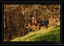 Mouflon