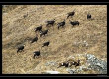 Mouflon et chamois