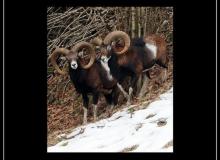 Mouflon