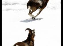 Mouflon dans la region de Champery