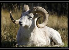 Mouflon de Dal - Rocheuses americaines