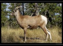 Mouflon - l Rocheuses americaines