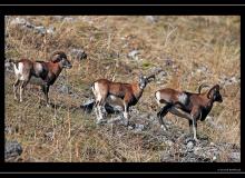 Mouflon dans la region de Champery