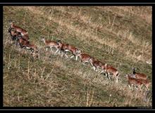 Mouflon dans la region de Champery