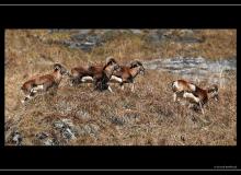 Mouflon dans la region de Champery