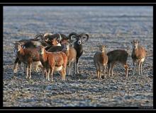 Mouflon dans la plaine du Rhone