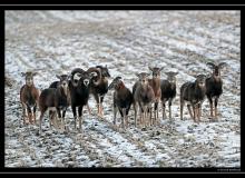 Mouflon dans la plaine du Rhone