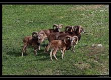 Mouflon dans la region de Torgon